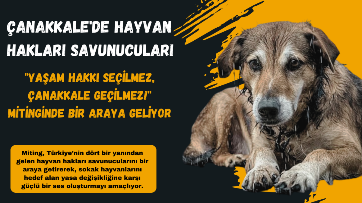 Çanakkale'de Hayvan Hakları Savunucuları 