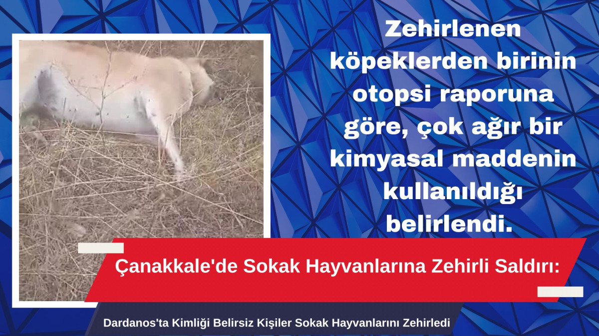 Dardanos'ta Kimliği Belirsiz Kişiler Sokak Hayvanlarını Zehirledi