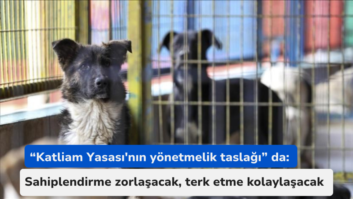 'Katliam Yasası'nın yönetmelik taslağı': Sahiplendirme zorlaşacak, terk etme kolaylaşacak